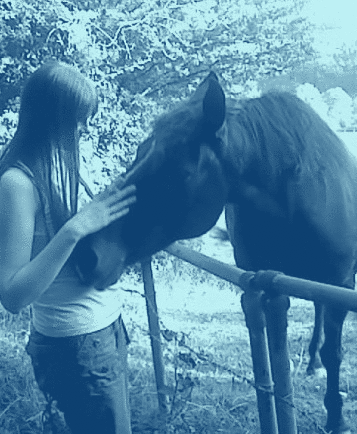 Horse photo